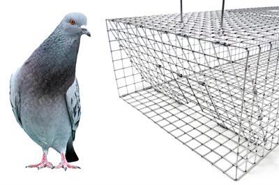 pigeon standing by trap